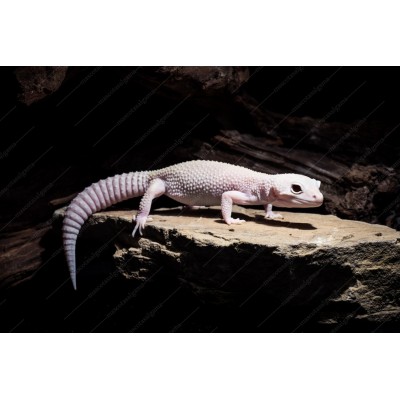 Gecko leopardo diablo blanco - eublepharis macularis